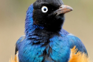 午盘：美股涨跌不一 纳指连续第二日下滑